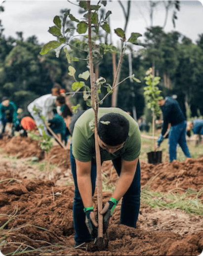 Million Trees Challenge